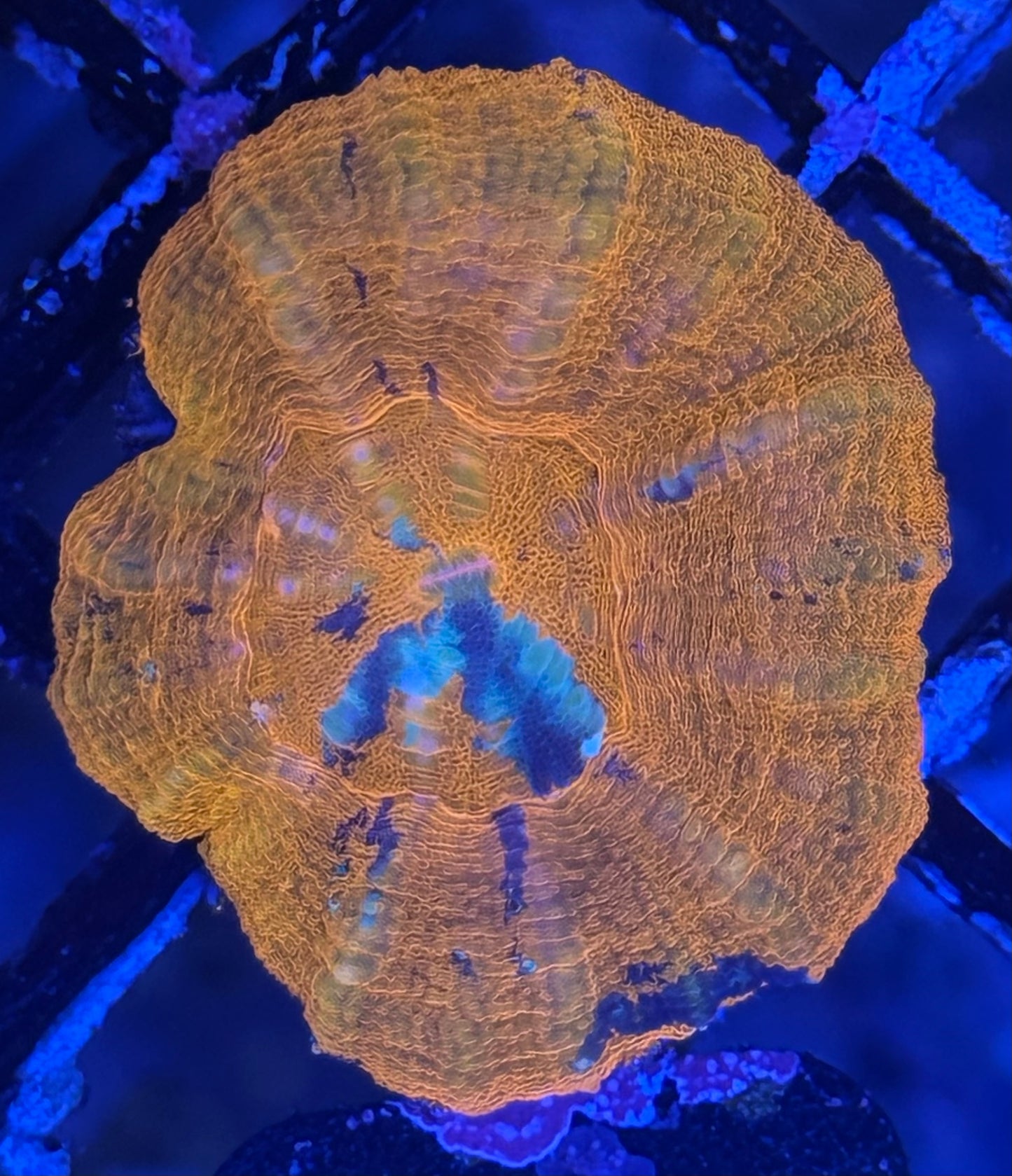 Scoly (D27)