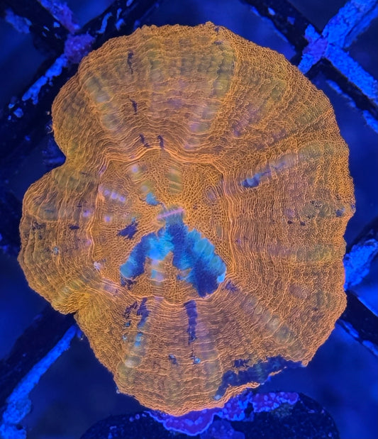 Scoly (D27)