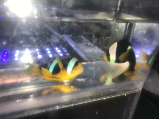 Pair African Chrysogaster Clownfish  |  Amphiprion Chrysogaster