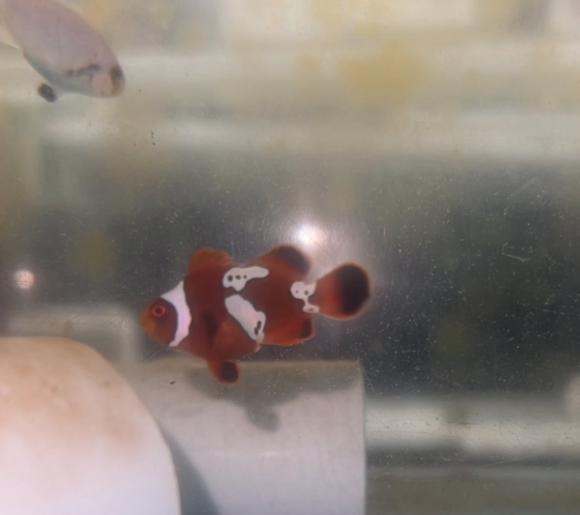 Lightning Maroon Clownfish (2-4 cm)