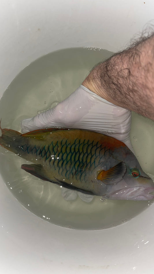 Red Sea Slingjaw Wrasse (12"+)