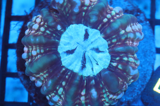 Fruity Cynarina (D10)