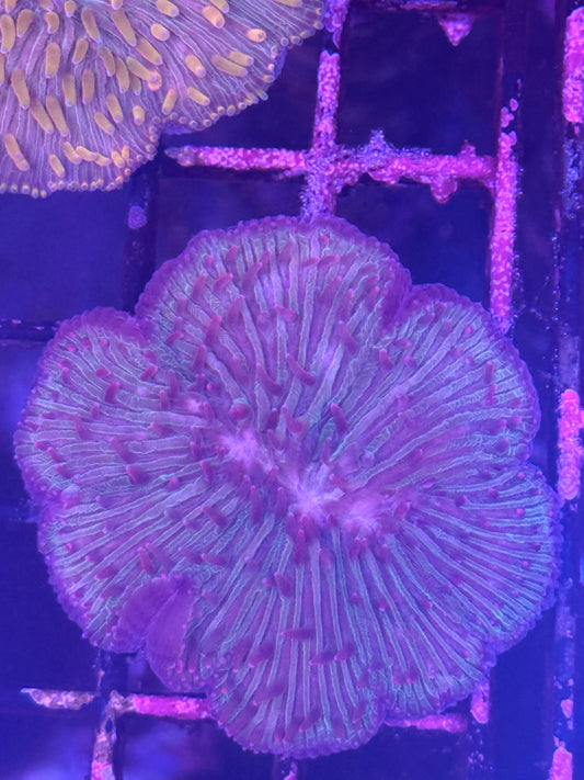 Fungia plate coral (B86)