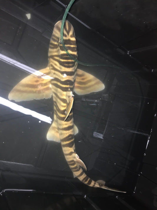 Zebra Horn Shark (Heterodontus Zebra) -18"