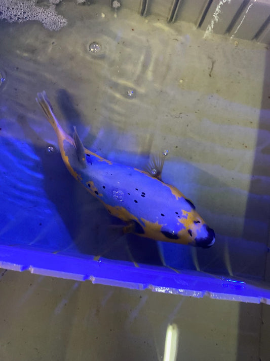 Blue and gold Puffer fish [Mexico]-8-10"