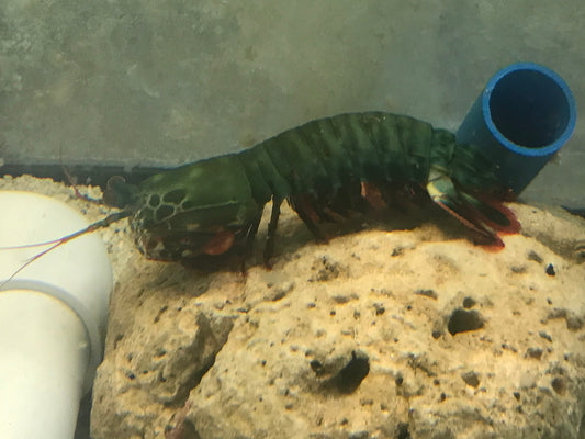 Mantis Shrimp-XL