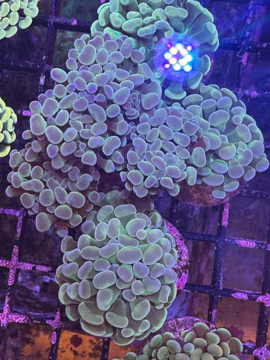 Green and blue tip hammer (D170)