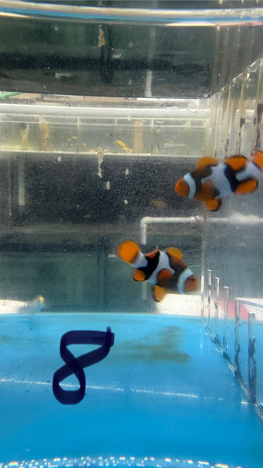 True Percula Clownfish-super black pair 8