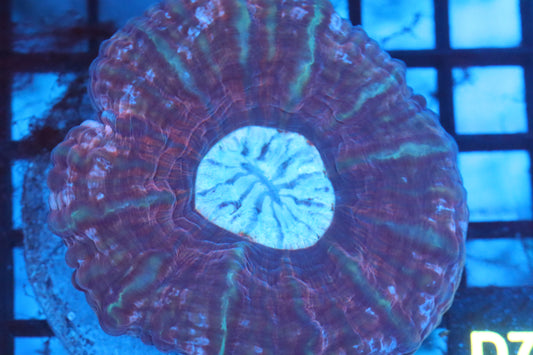 Fruity Cynarina (D76)