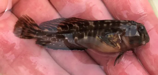 Molly Miller Blenny | Scartella cristata