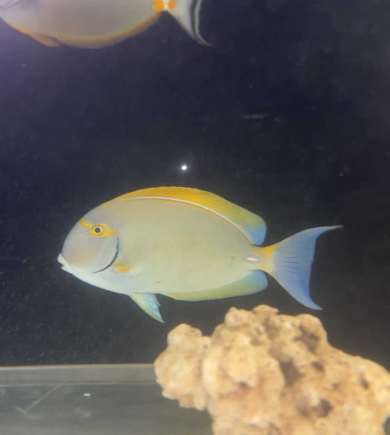 JUMBO Dussumeri Tang-Adult 12"