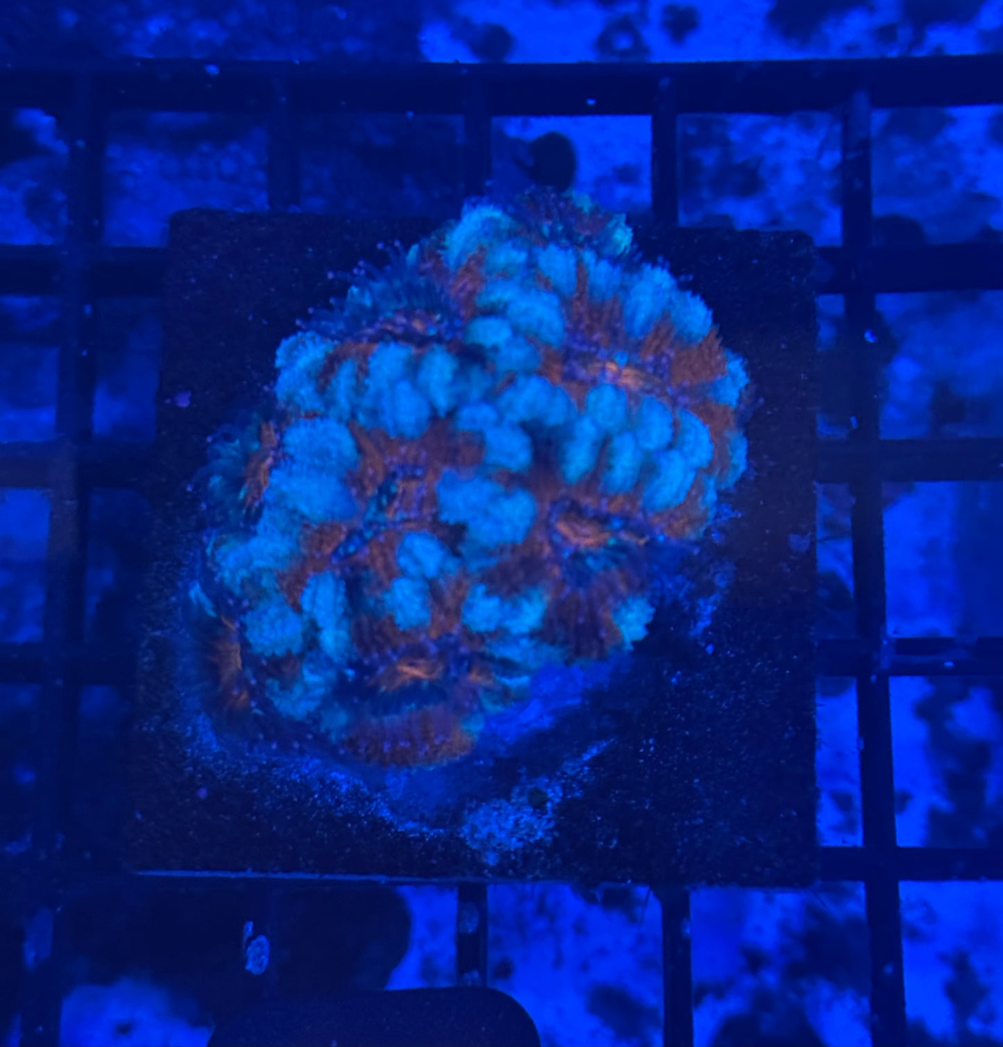 Acan (35)  WYSIWYG