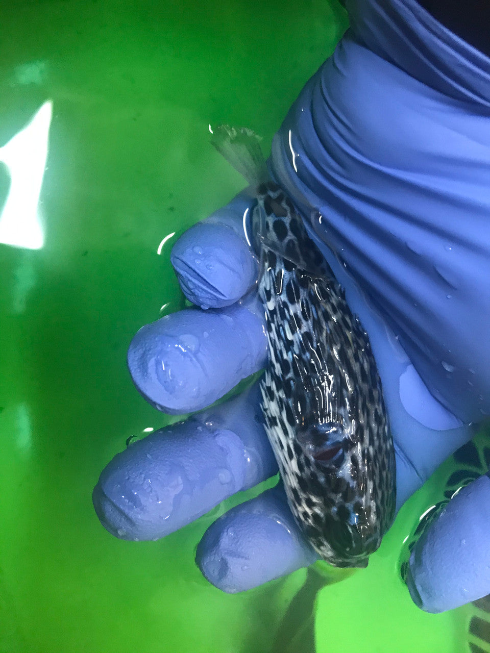 Pelagic Porcupine Puffer | Diodon eydouxii (4")