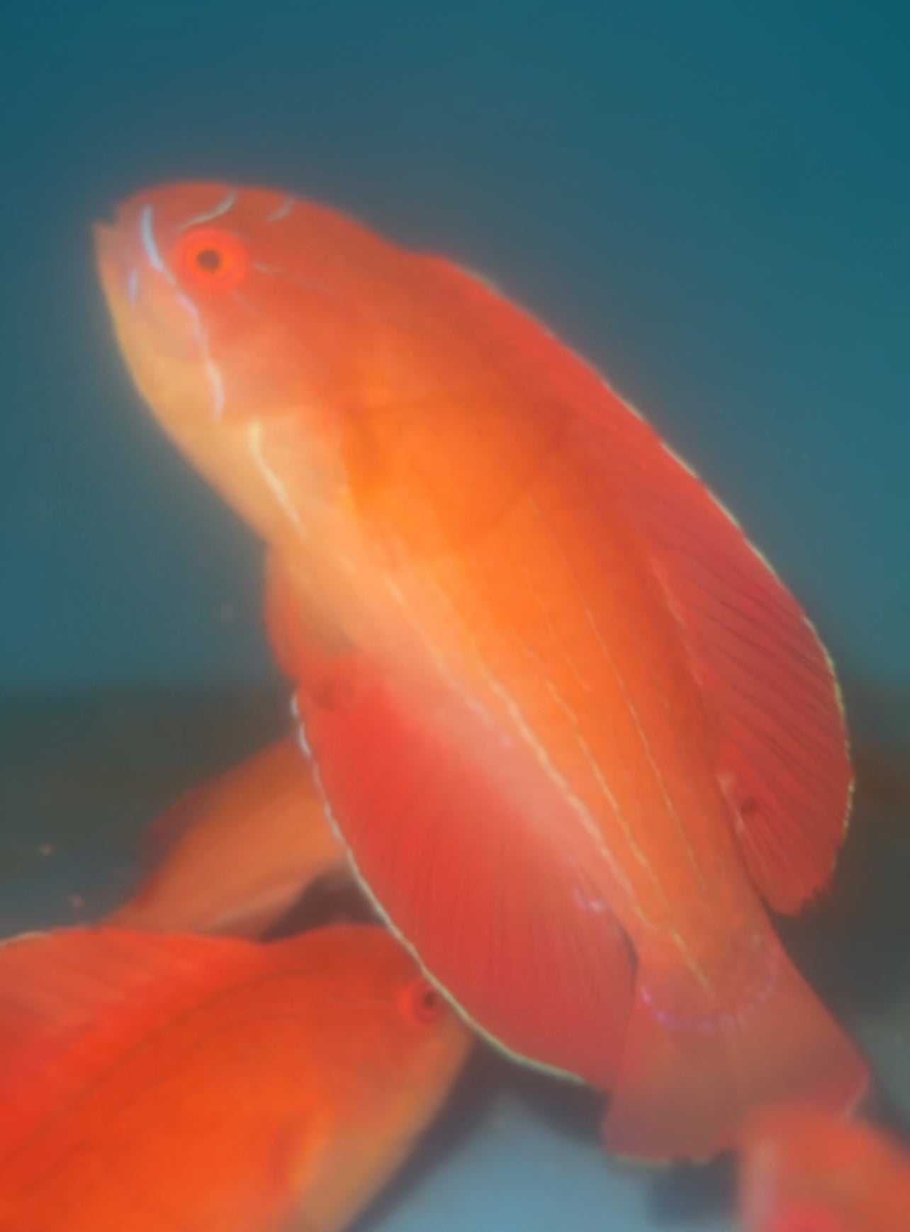 Red Sea 8 line flasher wrasse (Paracheilinus octotaenia)- SUPER MALE