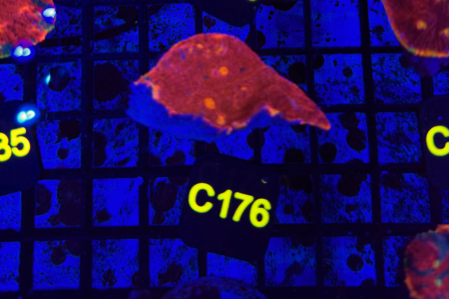 Rainbow Chalice (C176) WYSIWYG FRAGGED INTO 5 7/17 [Mother C189]