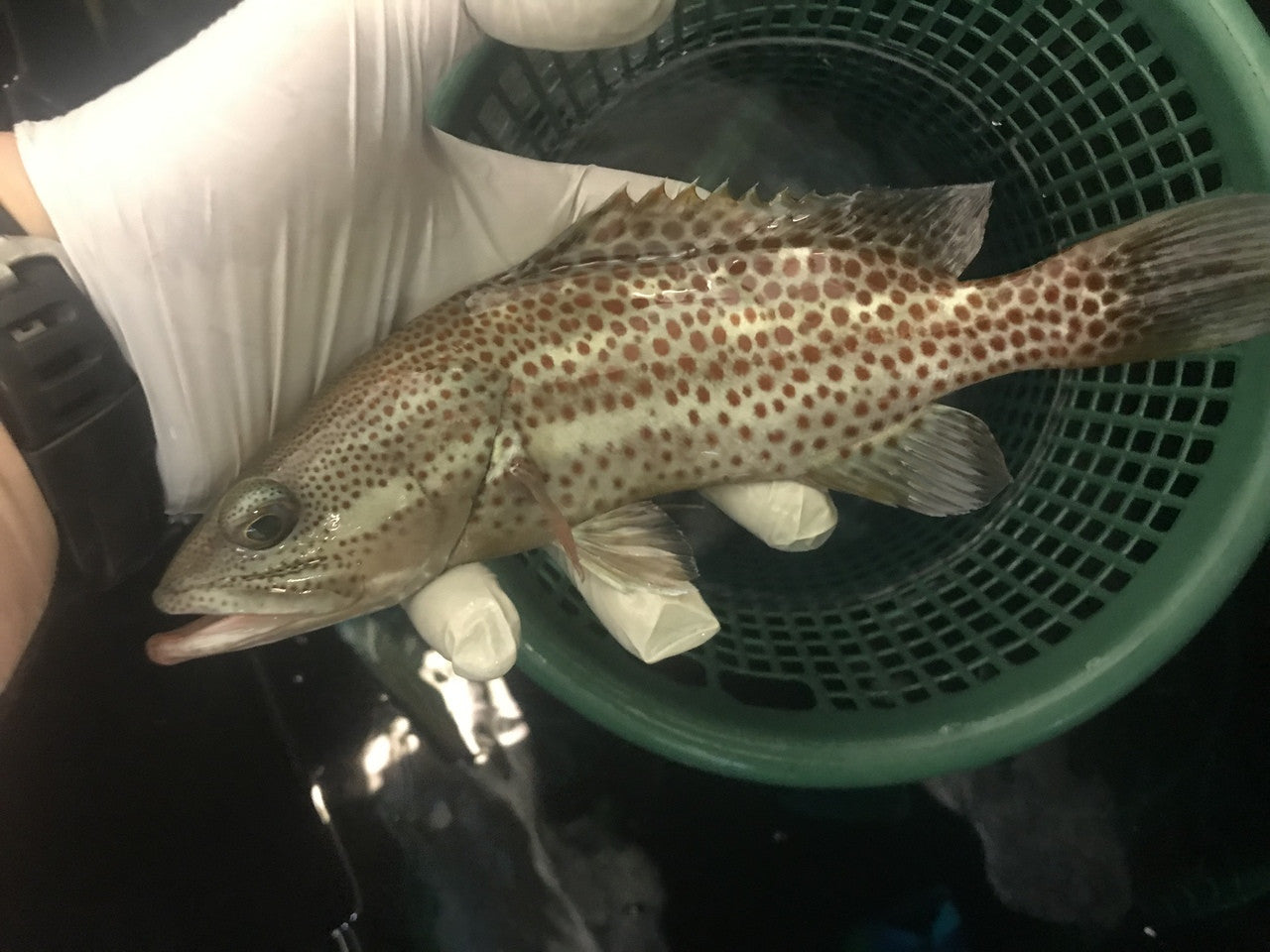 Red Sea Slender Grouper | Anyperodon leucogrammicus (8")