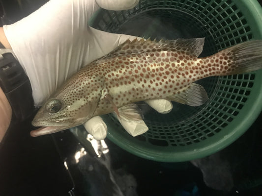 Red Sea Slender Grouper | Anyperodon leucogrammicus (8")