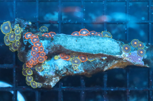 Zoa Colony on Live Rock (B118)