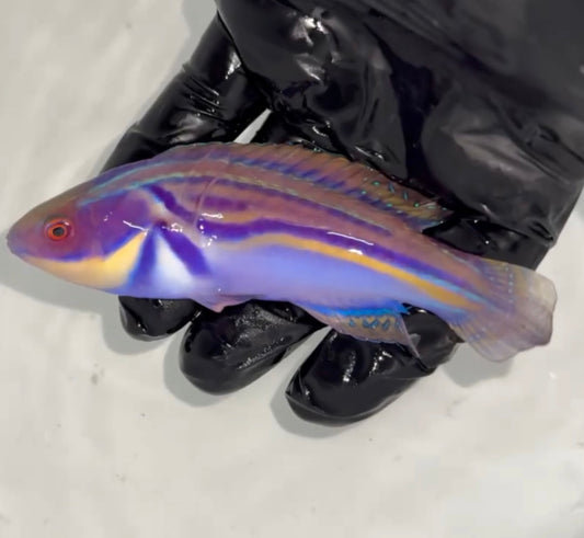 Labouti Wrasse-5” Supermale