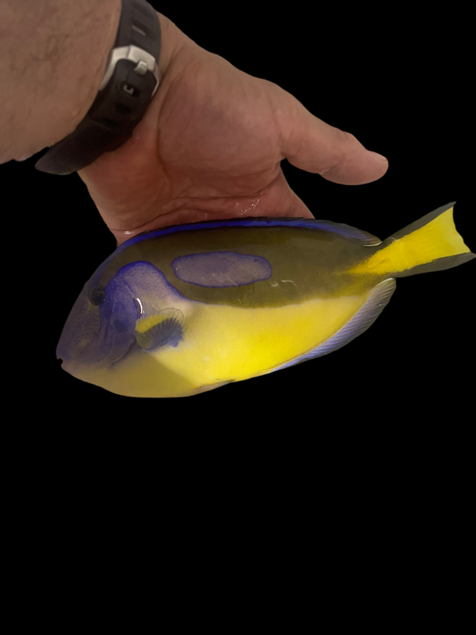 Blue Hippo Tang-Yellow Belly (8")