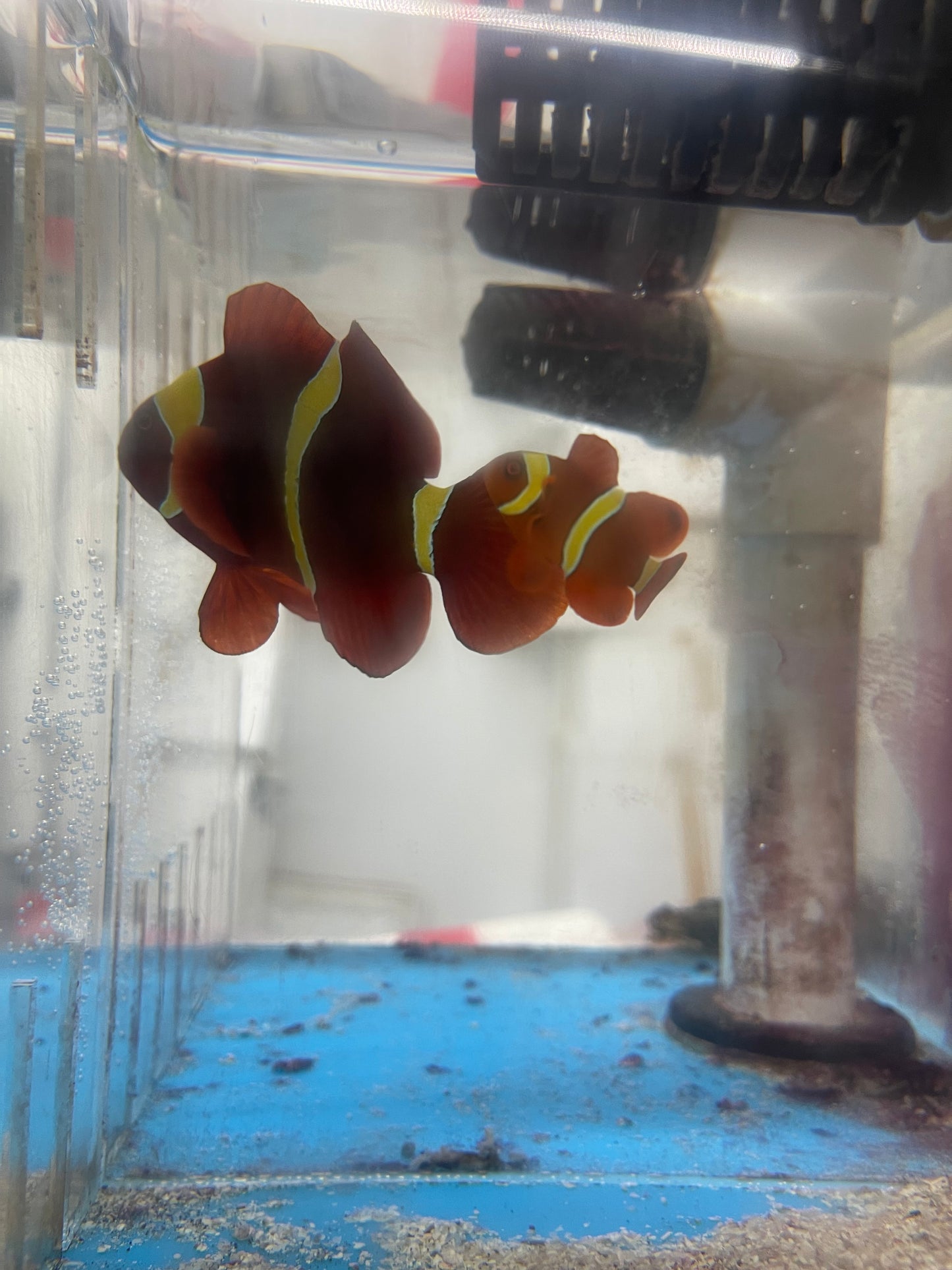 Gold Stripe Maroon Clownfish Pair (WYSIWYG)