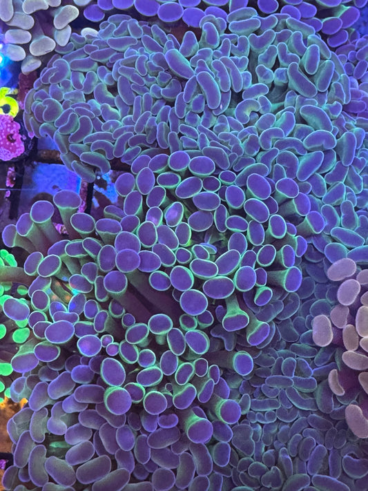 Hologram Hammer (A38)