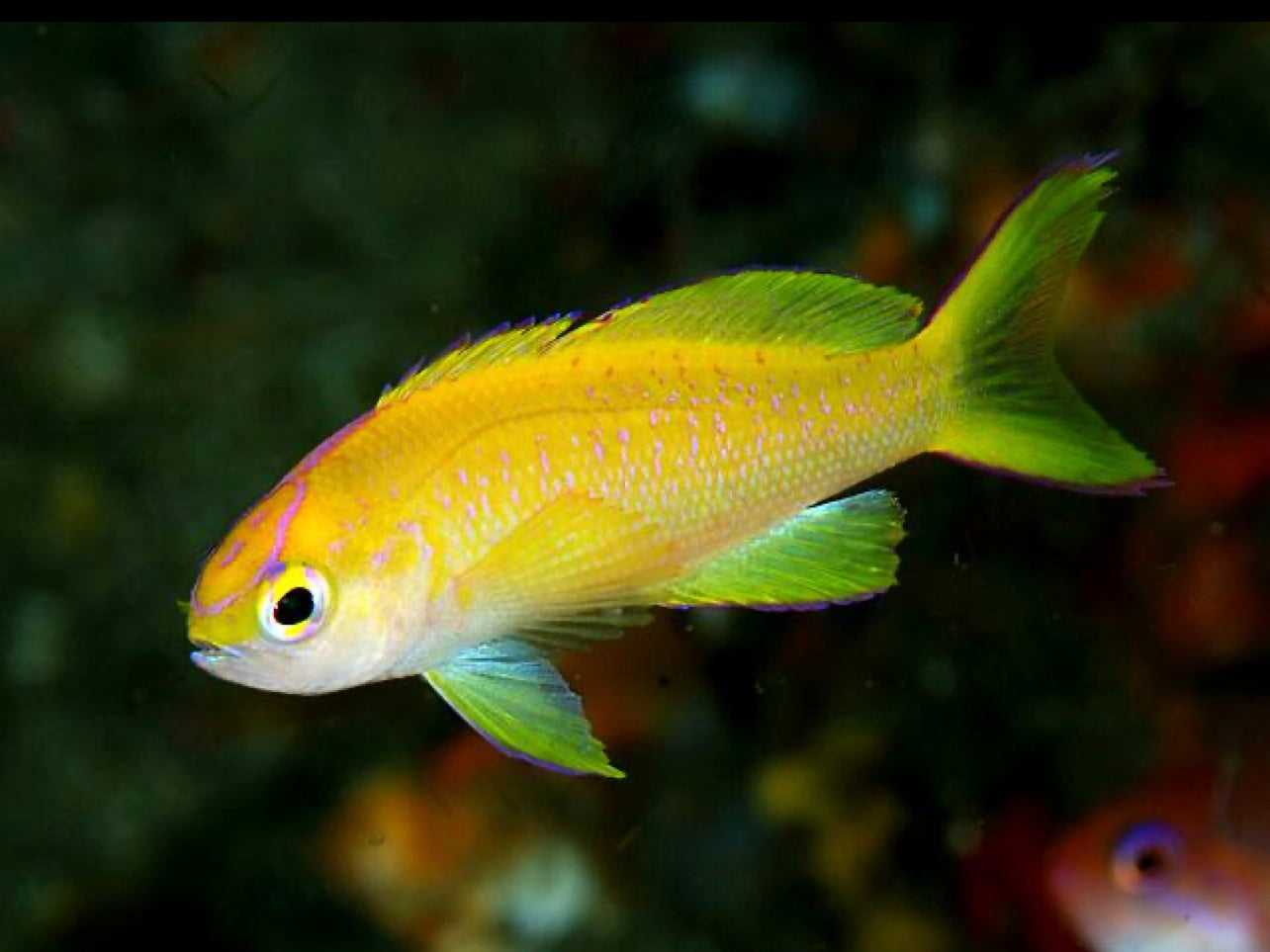 Sunset (parvirostris) Anthias