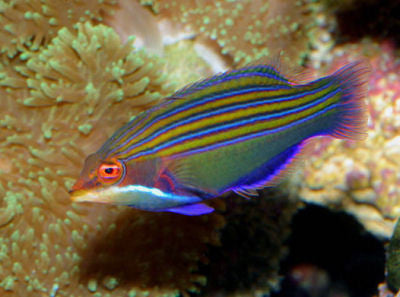 Four-Line Hawaiian Wrasse