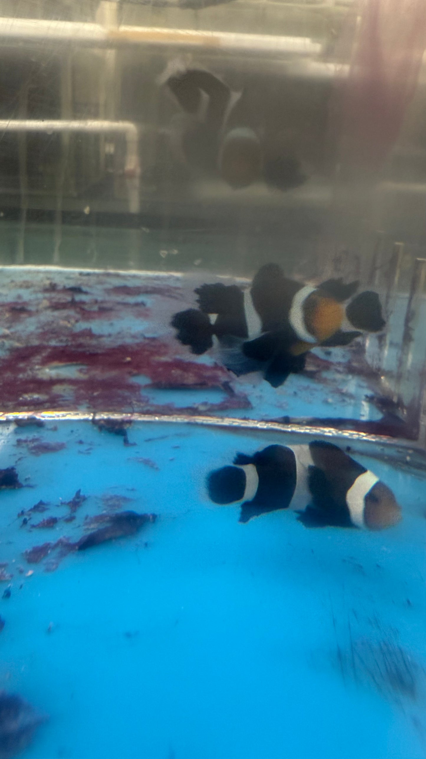 Black Longfin Clownfish (3-4cm)