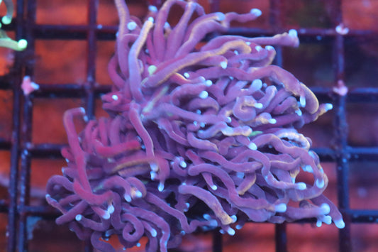 Black Panther Torch (36)