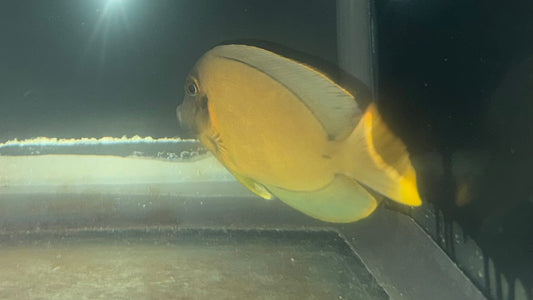 Chocolate Tang (4-5")