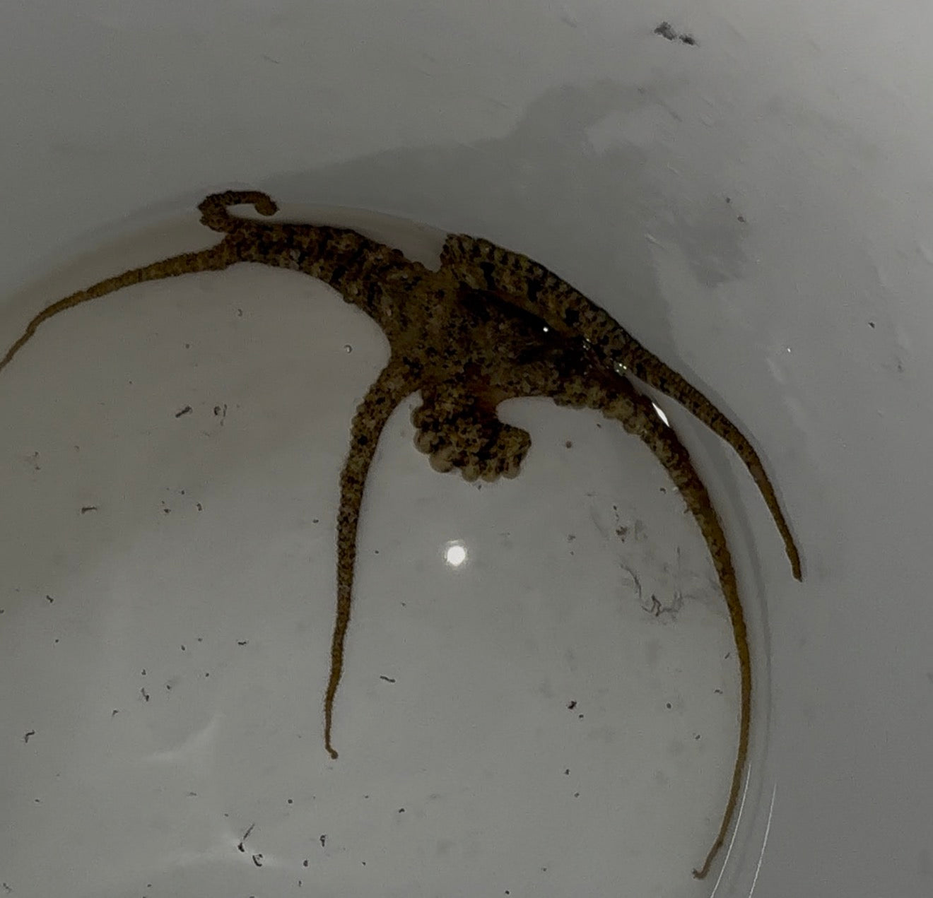 Octopus-Bali