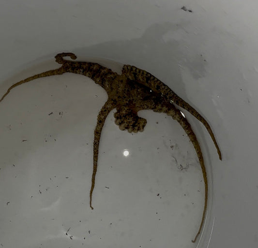Octopus-Bali