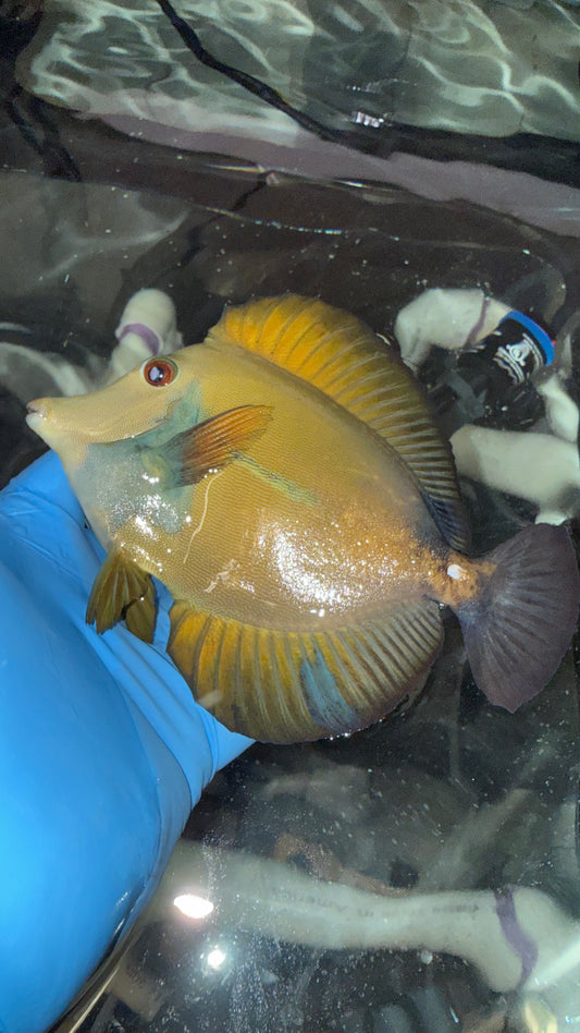 Blue Face Koi Scopas Tang wysiwyg 6”