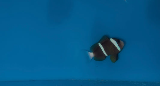 Akindynos Clownfish-Australia (Wild Caught Single Female)