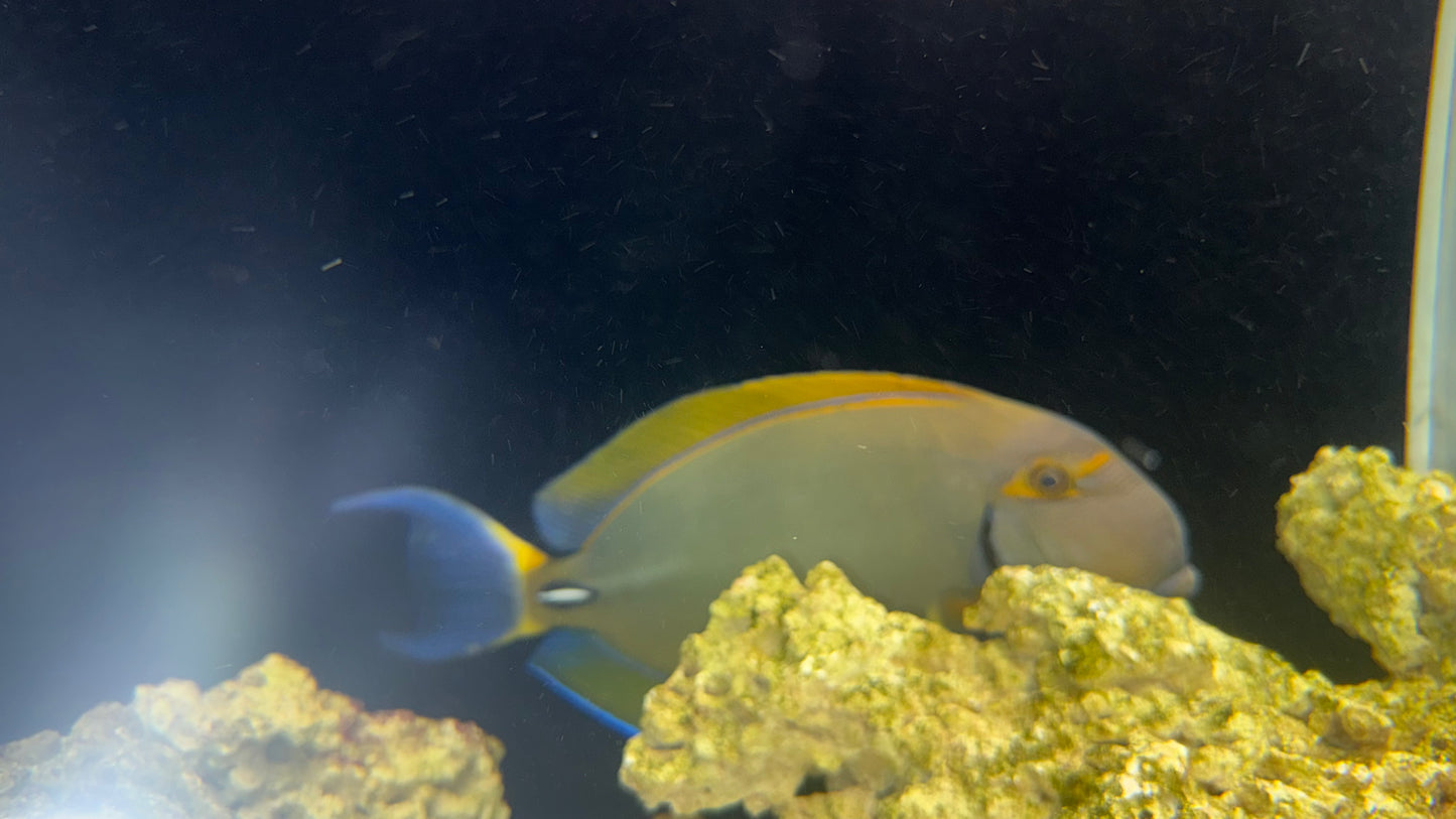 JUMBO Dussumeri Tang-Adult 18”