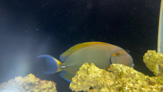 JUMBO Dussumeri Tang-Adult 18”