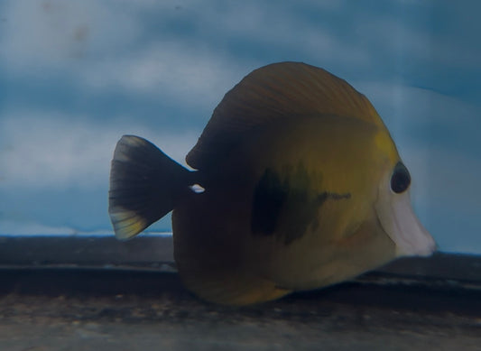 Tricolor Koi Scopas Tang WYSIWYG