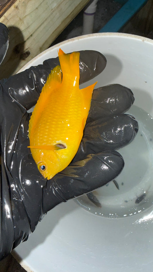 Sulphur Damselfish (Pomacentrus sulfureus)-3"