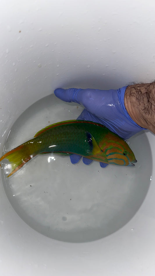 Banana Wrasse-10-11" Australia Male