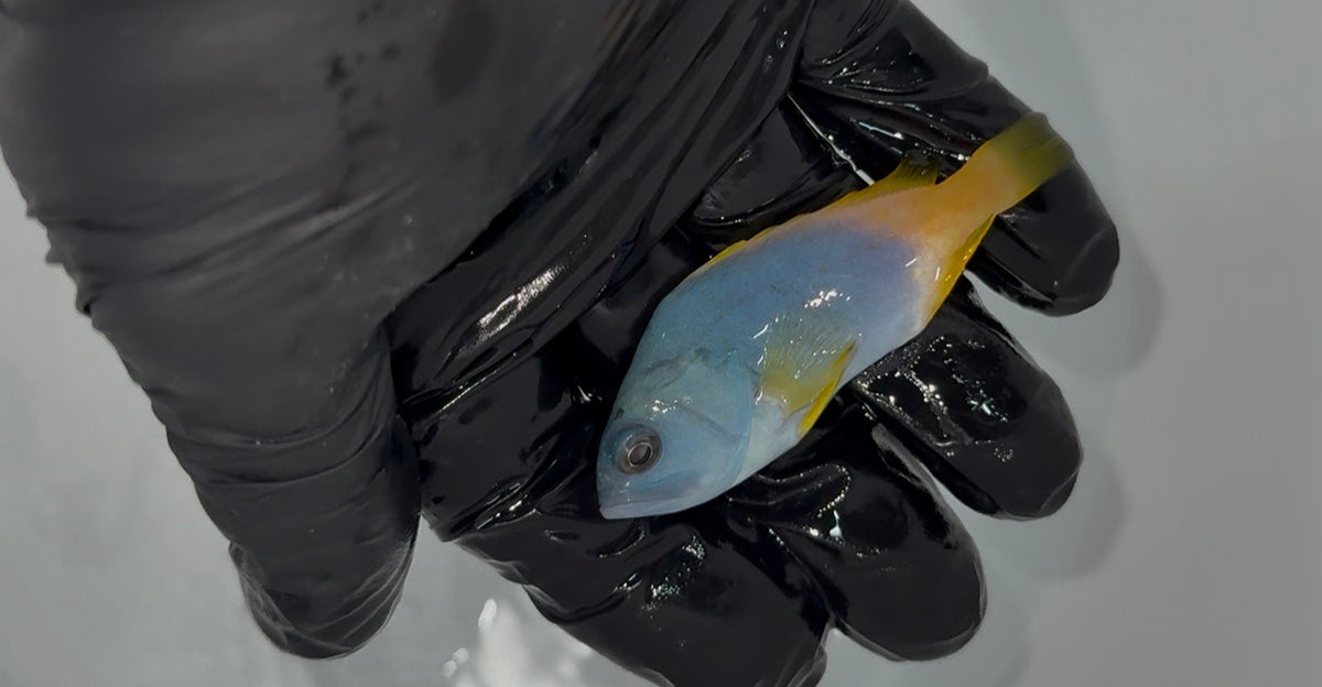 Blue and Yellow Grouper (4”)