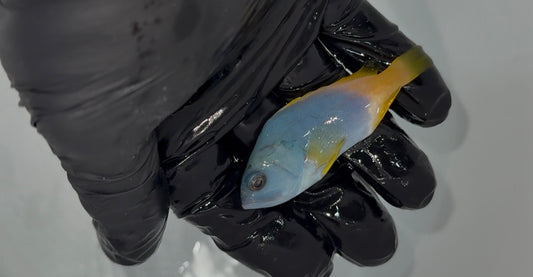 Blue and Yellow Grouper (4”)