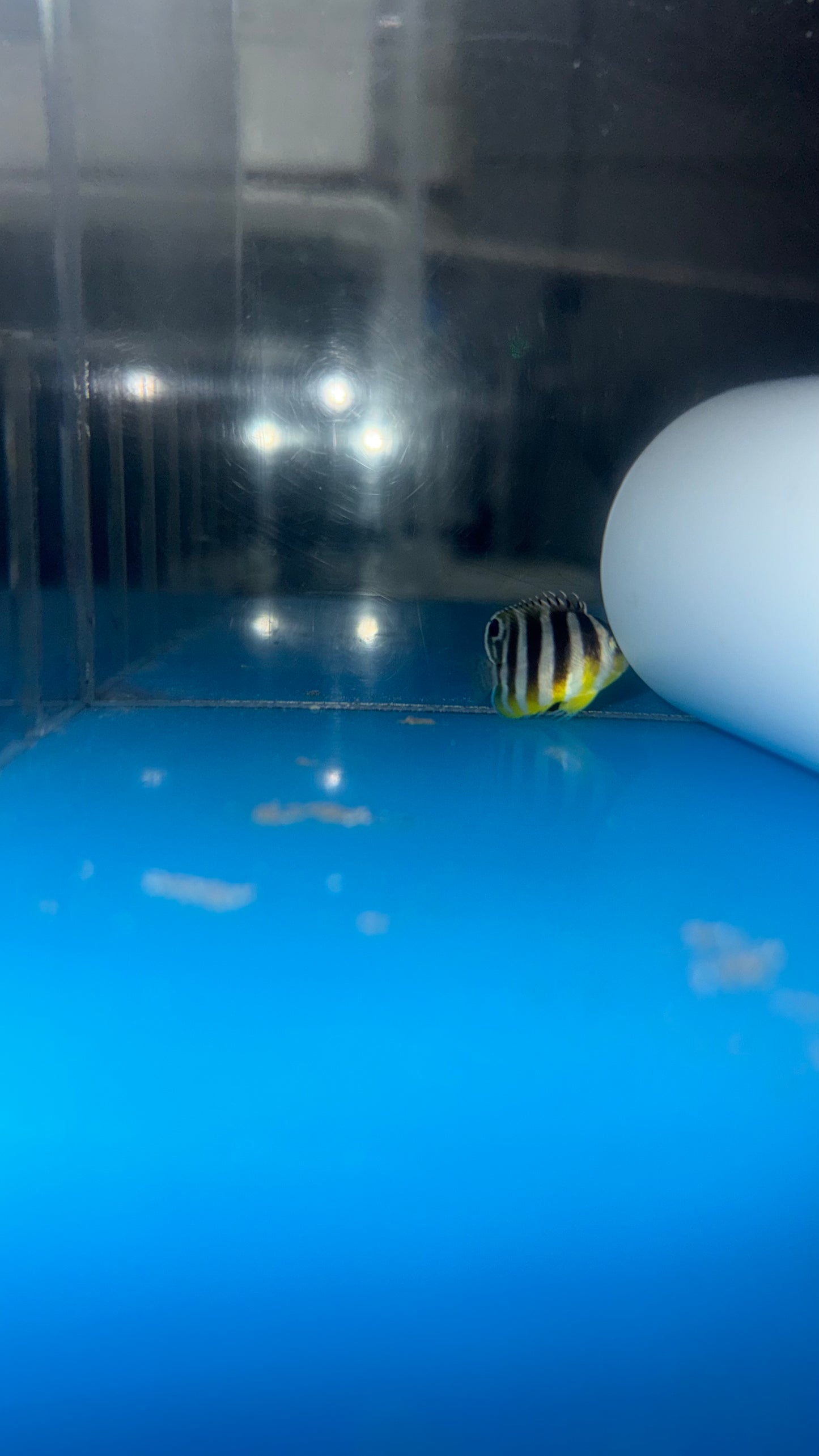 Multi-barred Pygmy Angelfish (1.5" Captive Bred)