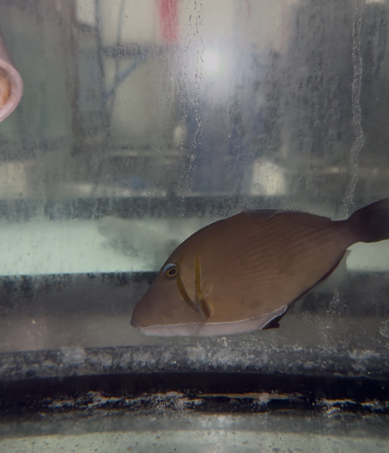 Boomerang Trigger-6"