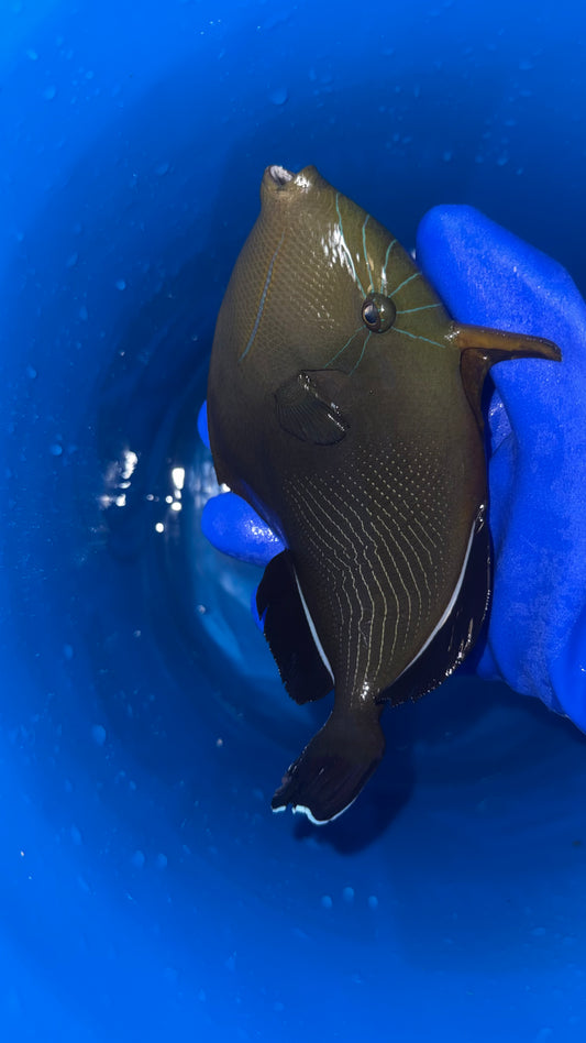 Black Durgeon Trigger | Melicthys Indicus (11")