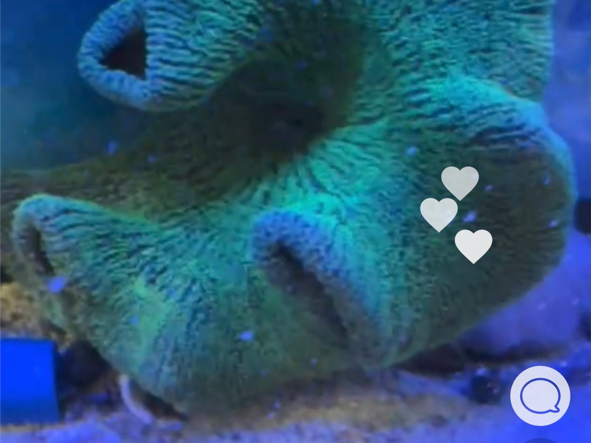 Carpet Anemone GREEN Haddoni (10-12” diameter)