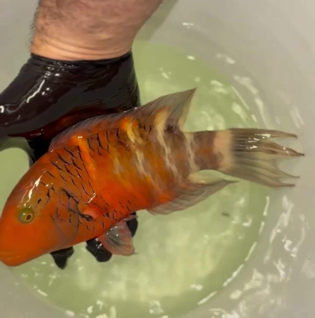 Red Sea Red Breasted Wrasse | Cheilinus Faschiatus (10-12")