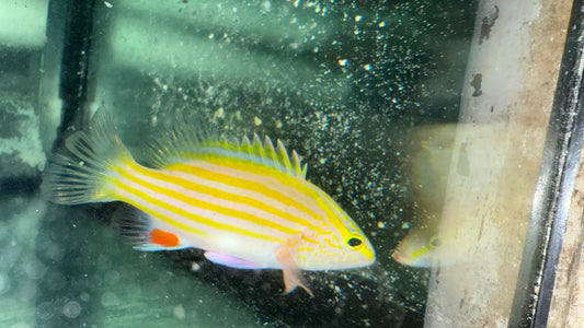 Spanish flag (Gonioplectrus hispanus)-4”