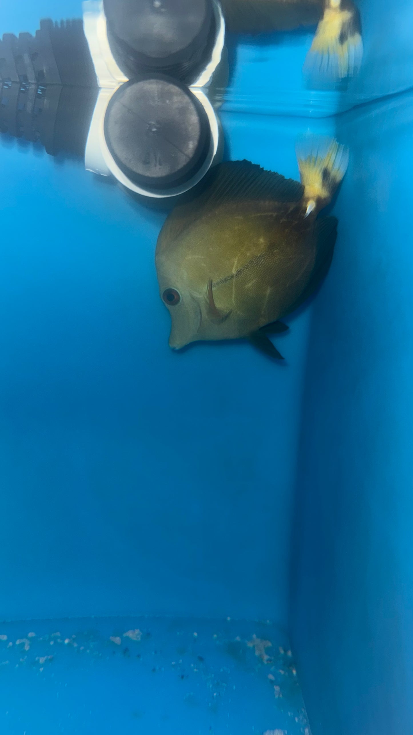 Koi Scopas Tang (yellow tail) WYSIWYG #5