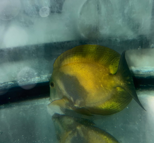 Aberrant Bristletooth Tang (6”)